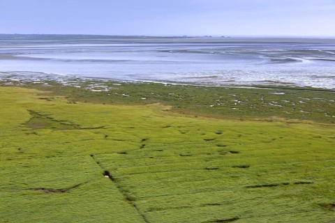 Aerial view over salt marsh
