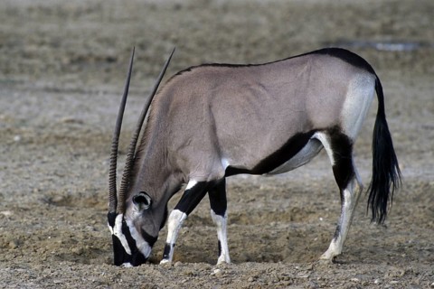 Gemsbok