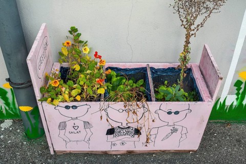 Pink flower box with nasturtium