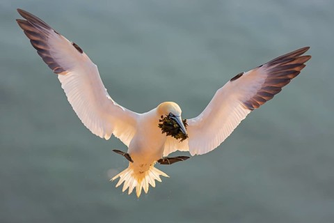 Northern gannet