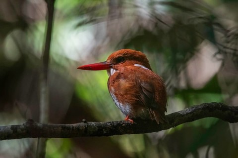 Pygmy Icebirds in the rainforests of Andasibe in eastern Madagascar