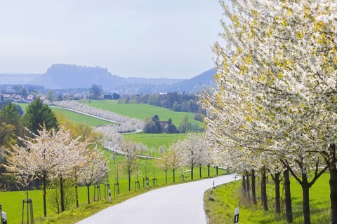 Cherry avenue on the Adamsberg with a view of the Koenigstein Fortress and the Lilienstein