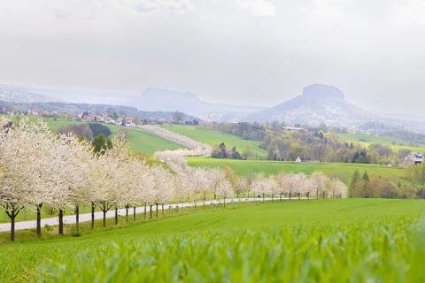 Cherry avenue on the Adamsberg with a view of the Koenigstein Fortress and the Lilienstein