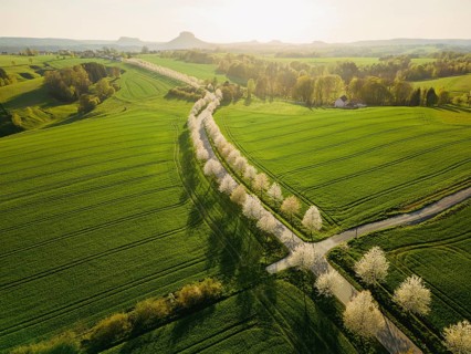 Cherry avenue on the Adamsberg with a view of the Koenigstein Fortress and the Lilienstein