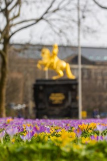 Thousands of crocuses and winter roses are in bloom around the Golden Rider at Neustaedter Markt and are a popular photo motif