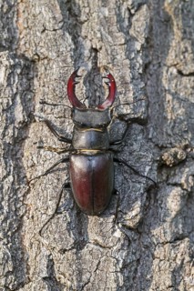 European stag beetle
