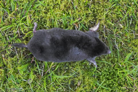 Top view over European mole