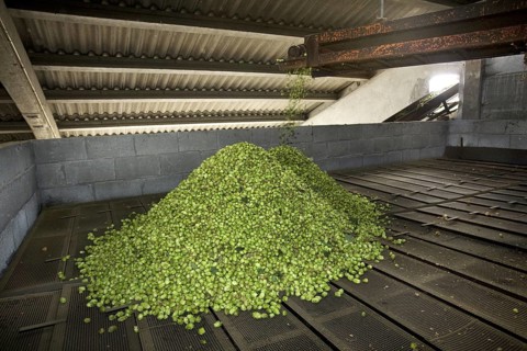 Harvesting of hops