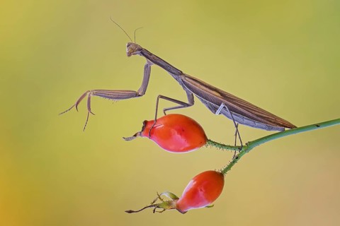 European mantis