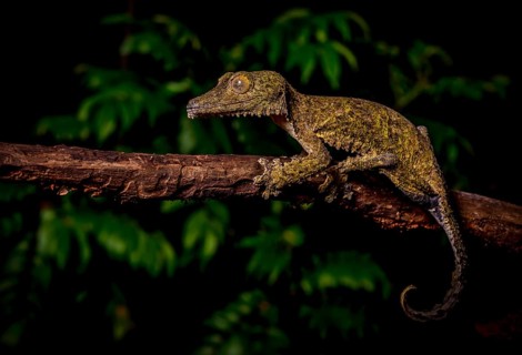 Leaf-tailed gecko