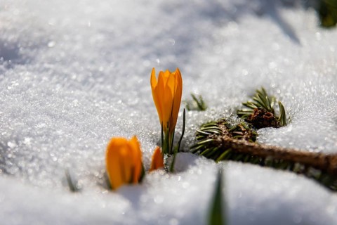 Crocuses push through the snow cover after a warm winter