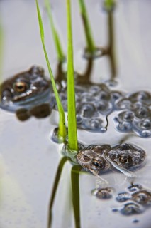 European common brown frogs