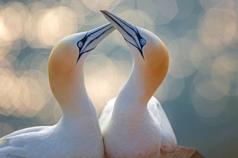 Northern gannet