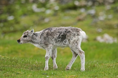 Reindeer