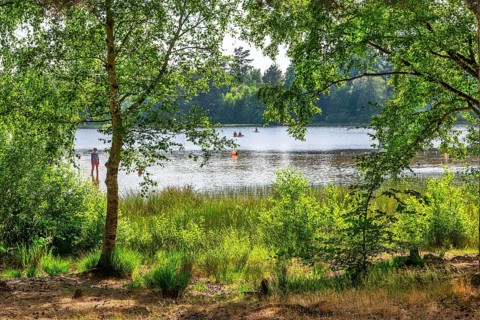 Forest lake
