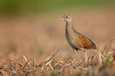 Corn crake