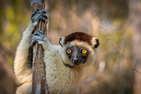 Larval sifaka