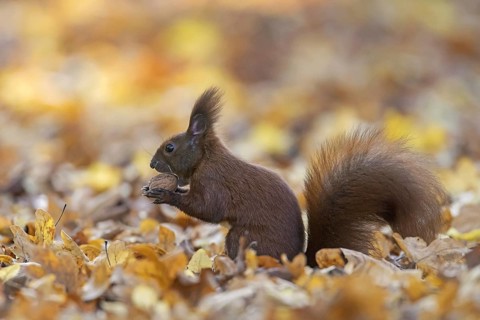 Cute Eurasian red squirrel