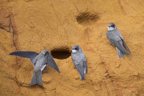 Three sand martins