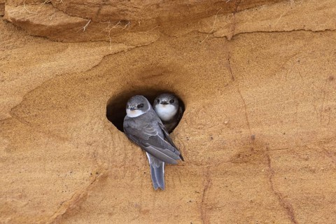Couple of sand martins