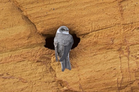 European sand martin