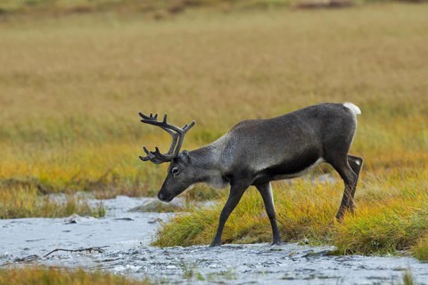 Reindeer