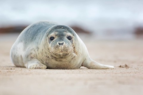 Harbor seal