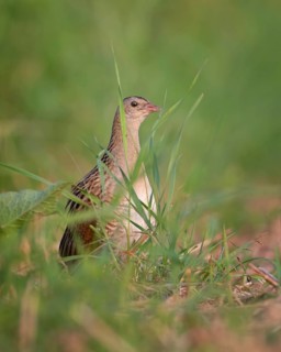 Corn crake