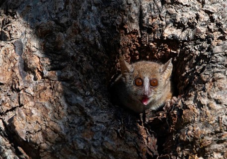 Gray mouse lemur