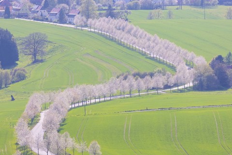 Cherry avenue on the Adamsberg
