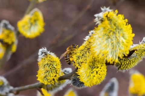 Bees gather nectar on willow catkins in the first warm rays of sunshine