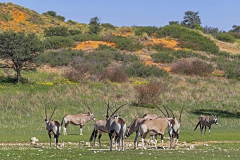 Gemsbok