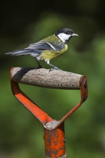 Great Tit