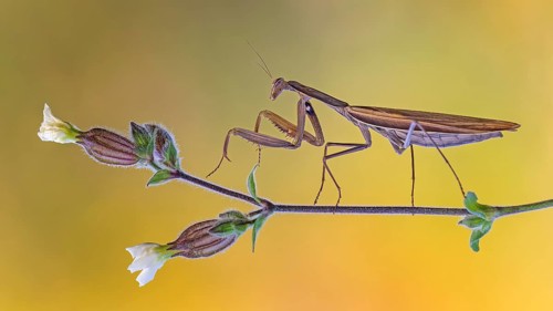 European mantis