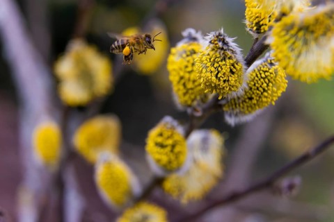 Bees gather nectar on willow catkins in the first warm rays of sunshine