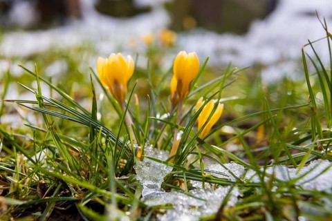 Crocuses push through the snow cover after a warm winter