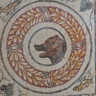 Dog's head