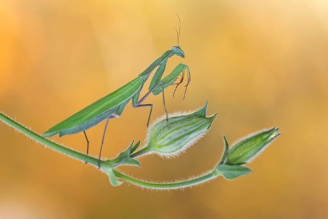 European mantis