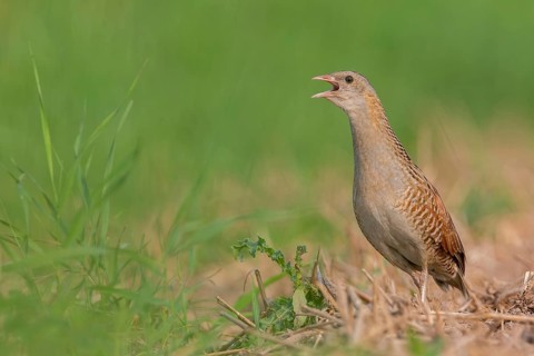 Corn crake