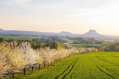 Cherry avenue on the Adamsberg with a view of the Koenigstein Fortress and the Lilienstein