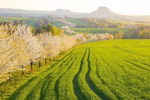 Cherry avenue on the Adamsberg with a view of the Koenigstein Fortress and the Lilienstein