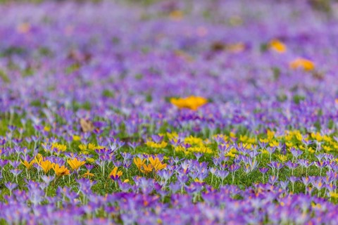 Thousands of crocuses and winter roses are in bloom around the Golden Rider at Neustaedter Markt and are a popular photo motif