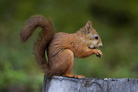 Eurasian red squirrel