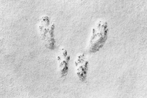 Close-up of footprints showing paw pads from red squirrel