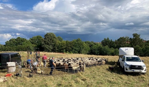 Sheep being sheared in a fetch
