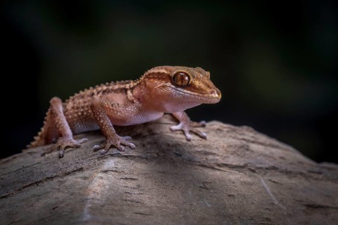 Stumpff's ground gecko