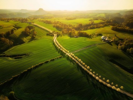 Cherry avenue on the Adamsberg with a view of the Koenigstein Fortress and the Lilienstein