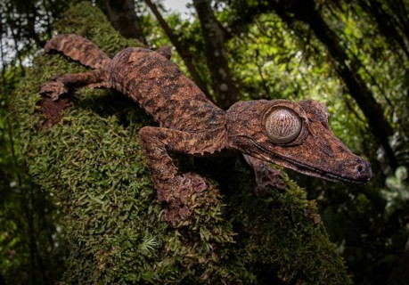 Leaf-tailed gecko