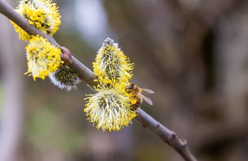 Bees gather nectar on willow catkins in the first warm rays of sunshine