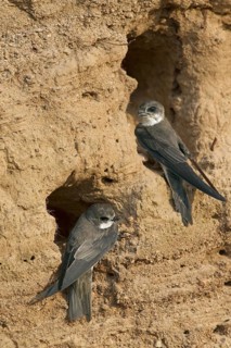 Two European sand martins